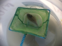 Psettichthys melanostictus