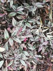 Tradescantia zebrina zebrina