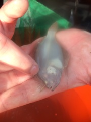 Psettichthys melanostictus