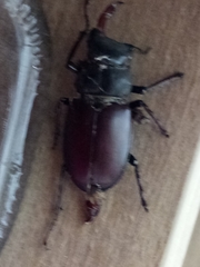 Lucanus