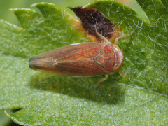 Idiodonus cruentatus