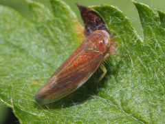 Idiodonus cruentatus