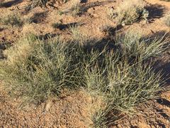 Ephedra torreyana