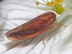 Idiodonus cruentatus