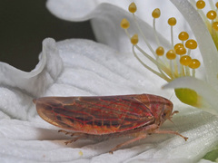 Idiodonus cruentatus