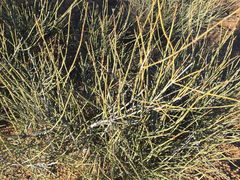 Ephedra torreyana