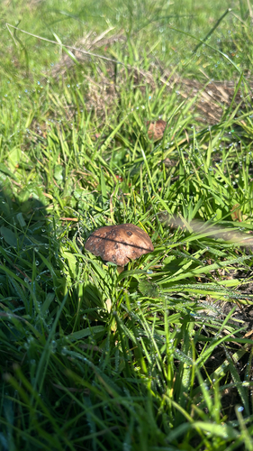 iNaturalist observation photo of Volvopluteus