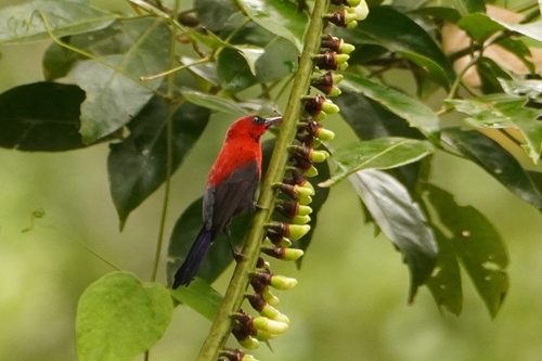 Magnificent Sunbird (Aethopyga magnifica), photo 4