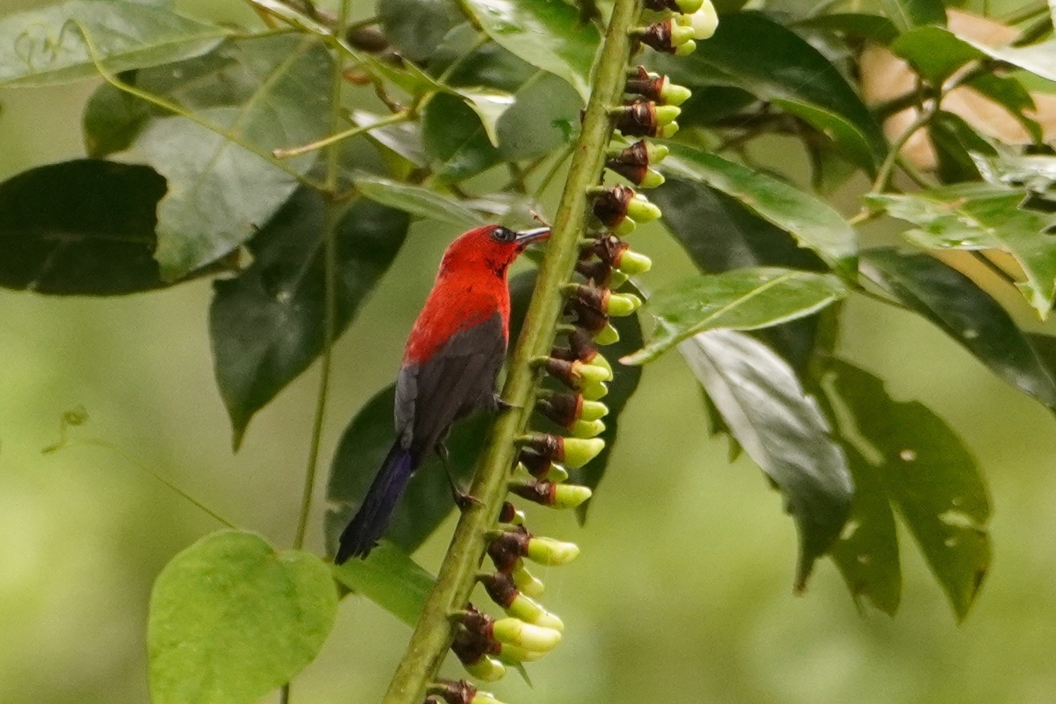 Magnificent Sunbird (Aethopyga magnifica), photo 4