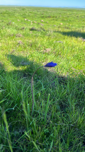 iNaturalist observation photo of blue dicks
