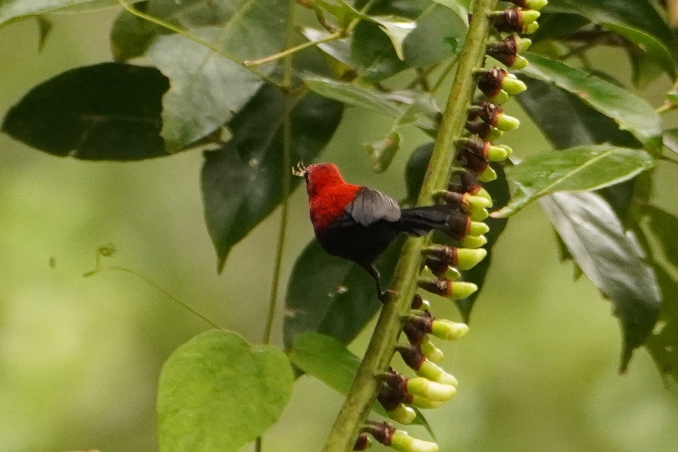 Magnificent Sunbird (Aethopyga magnifica), photo 9