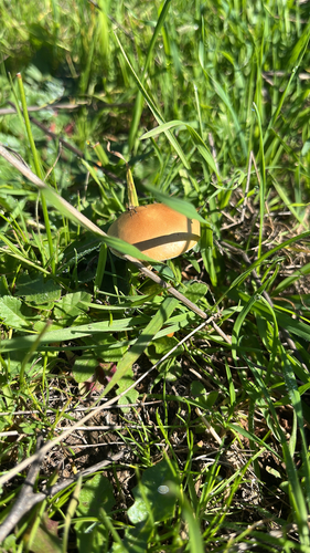 iNaturalist observation photo of Agaricineae