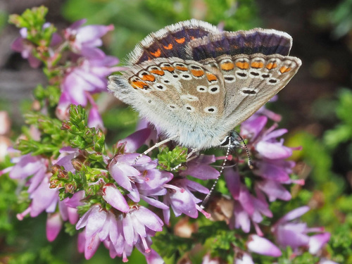 Northern Brown Argus