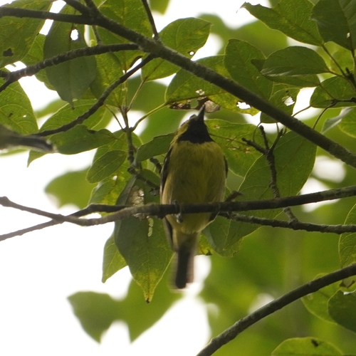 Elegant Tit (Periparus elegans), photo 2