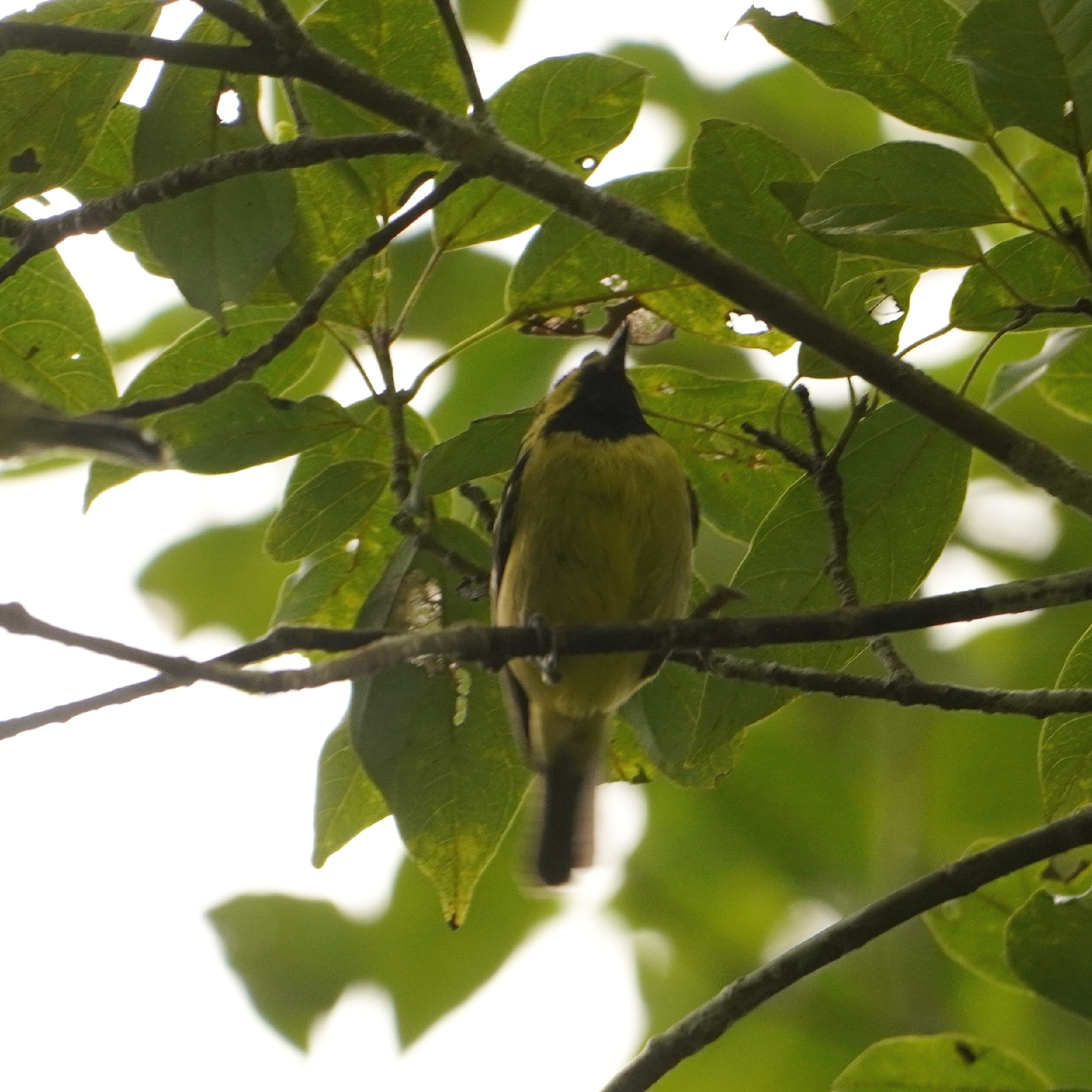 Elegant Tit (Periparus elegans), photo 2