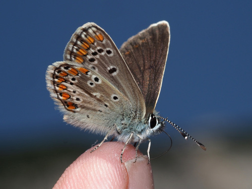 Northern Brown Argus