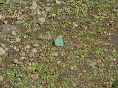 Callophrys viridis