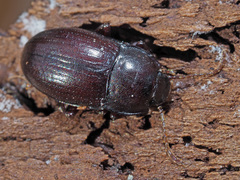 Nalassus convexus