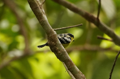 Elegant Tit (Periparus elegans), photo 3
