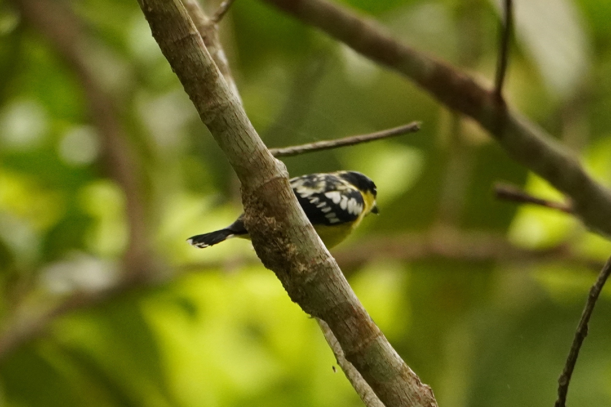 Elegant Tit (Periparus elegans), photo 3