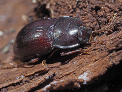 Nalassus convexus