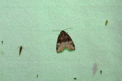 Neoligia crytora