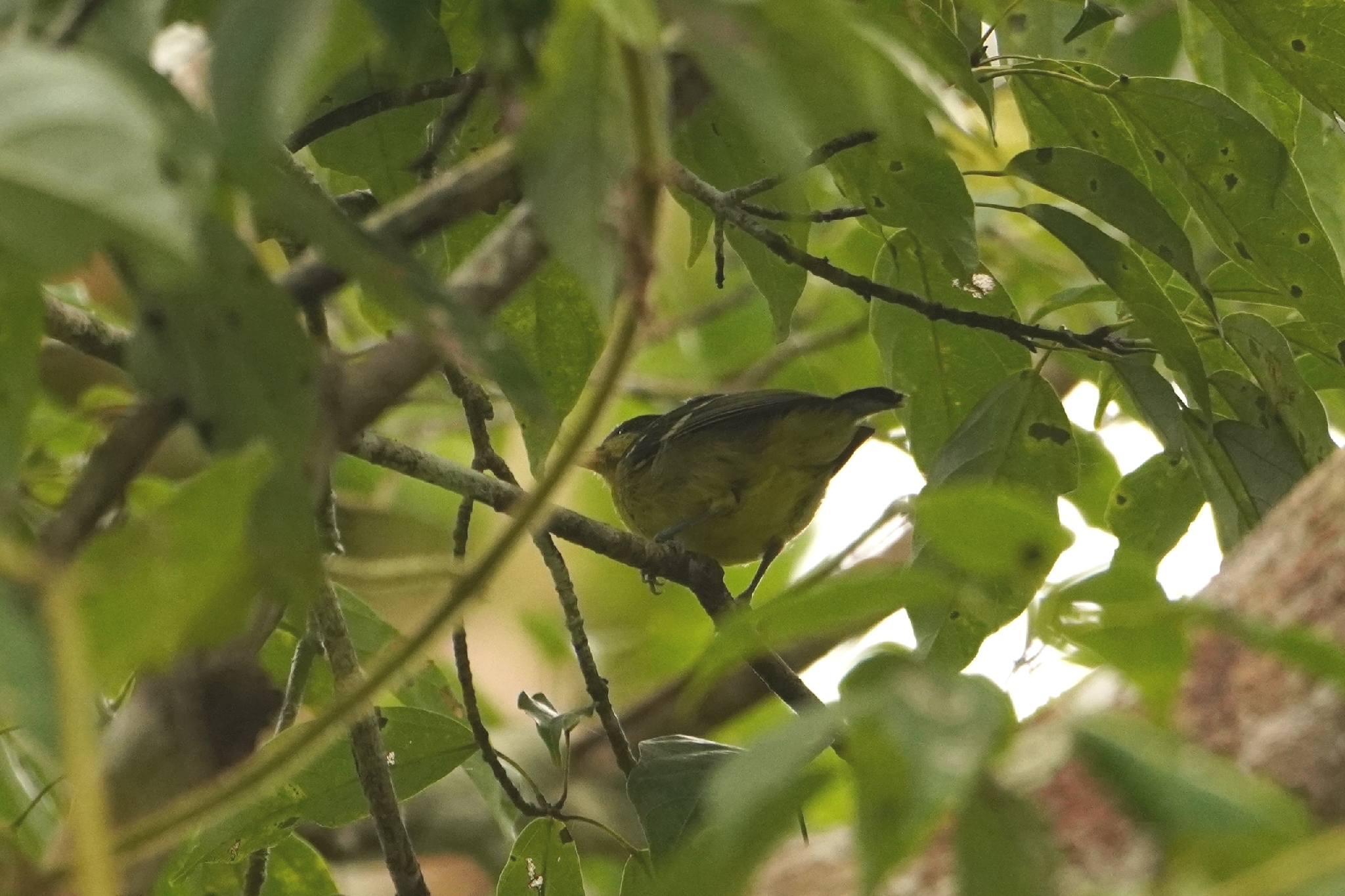 Elegant Tit (Periparus elegans), photo 4