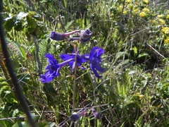 Delphinium decorum