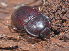 Nalassus convexus