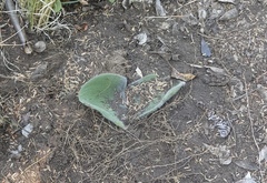 Haemanthus humilis