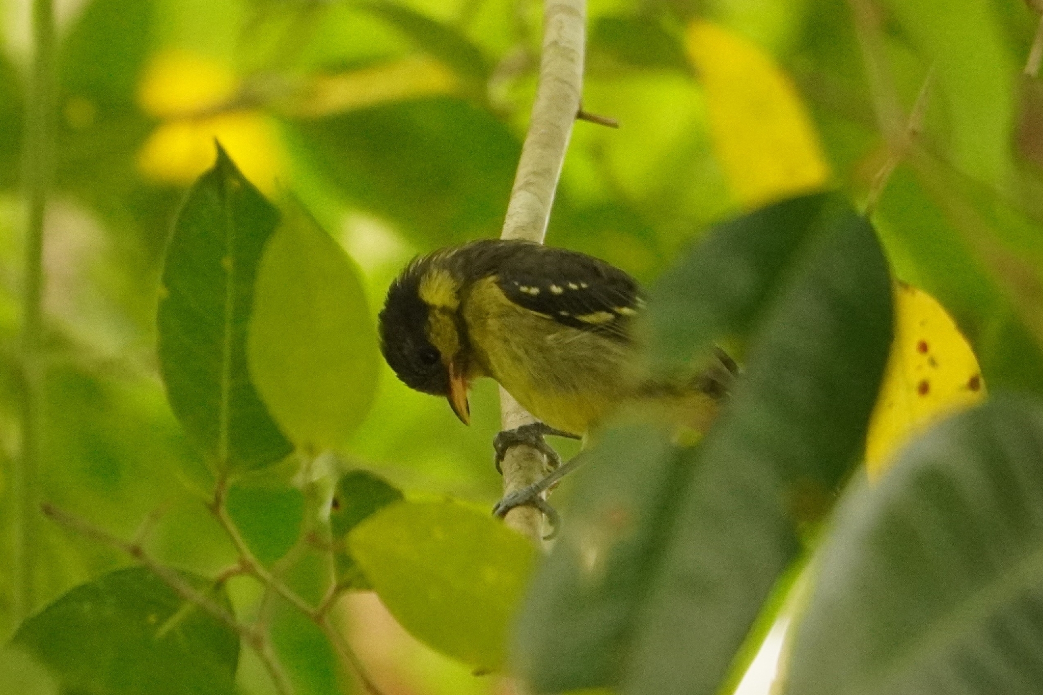 Elegant Tit (Periparus elegans), photo 5