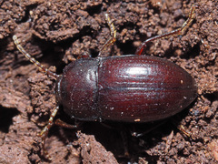 Nalassus convexus