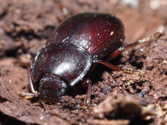 Nalassus convexus