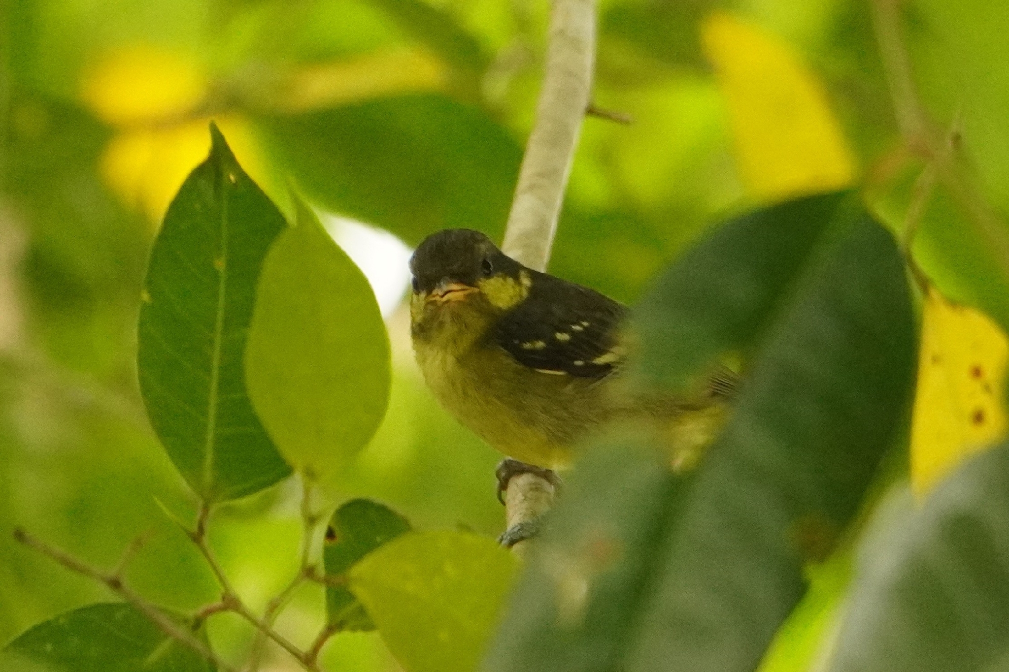 Elegant Tit (Periparus elegans), photo 6