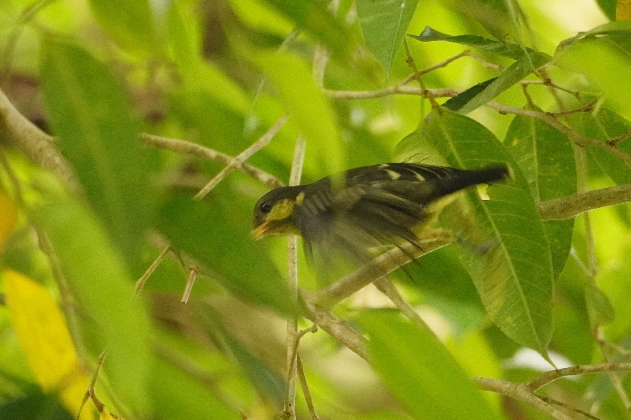 Elegant Tit (Periparus elegans), photo 7