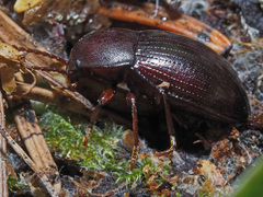 Nalassus convexus