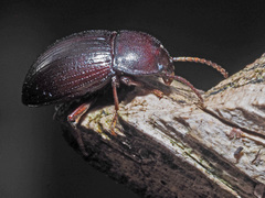 Nalassus convexus