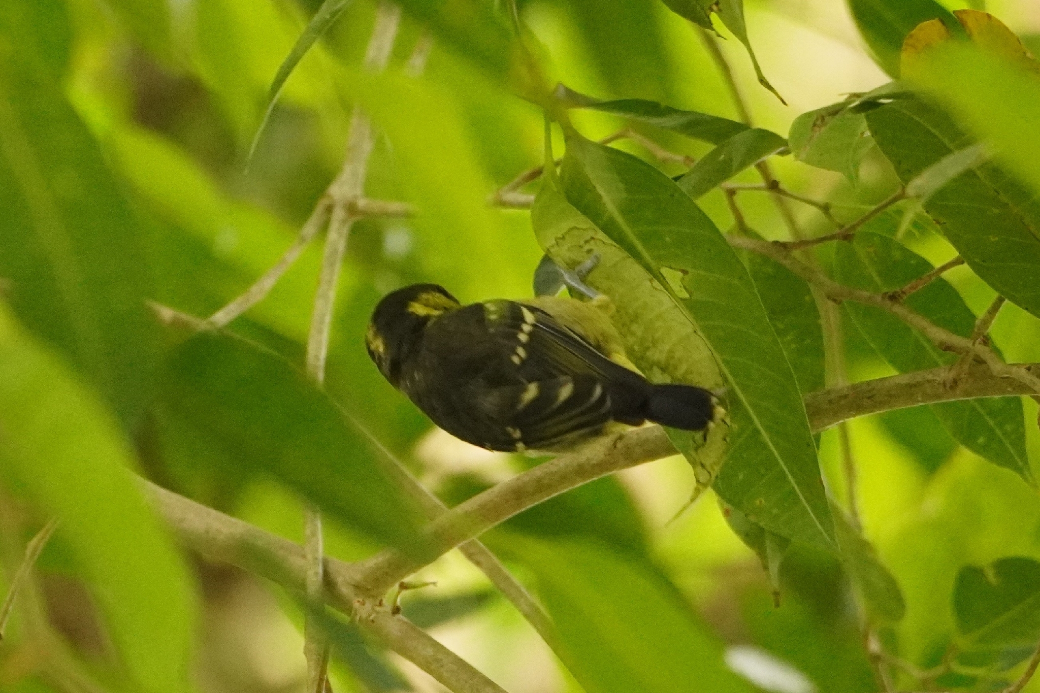 Elegant Tit (Periparus elegans), photo 8