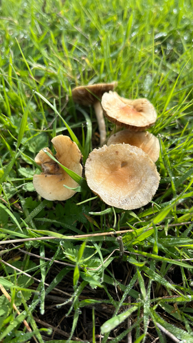 iNaturalist observation photo of Agaricineae