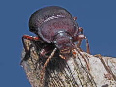 Nalassus convexus