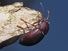 Nalassus convexus