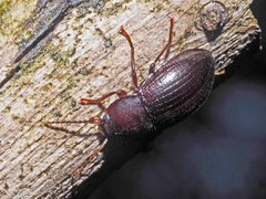 Nalassus convexus
