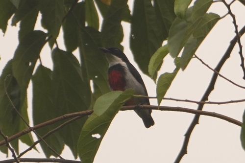 Black-belted Flowerpecker (Dicaeum haematostictum), photo 2