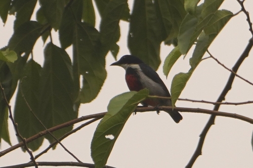 Black-belted Flowerpecker (Dicaeum haematostictum), photo 3