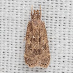Helcystogramma melantherella