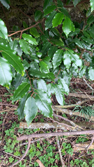 Prunus lusitanica