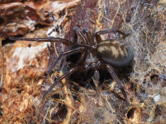 Callobius claustrarius