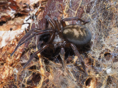 Callobius claustrarius
