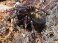 Callobius claustrarius
