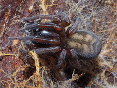 Callobius claustrarius